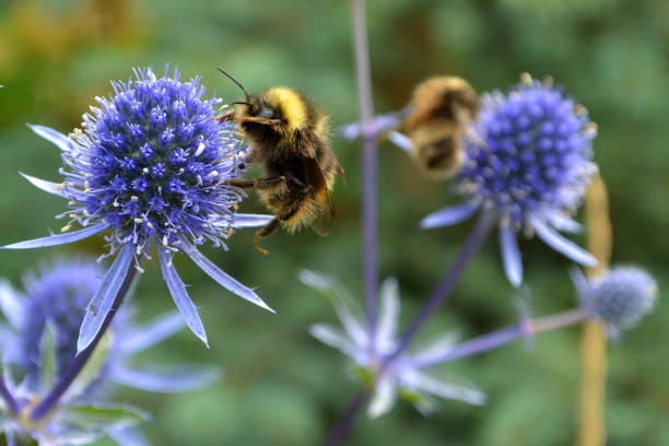 Bumble Bees at Work stock photo