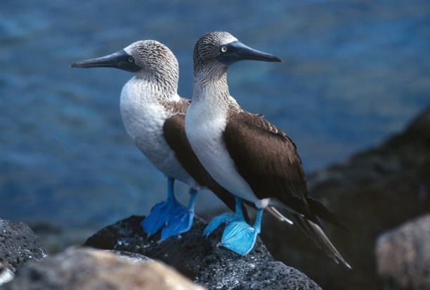 Blue-footed booby pair lava rock Santa Cruz Galapagos Ecuador With a blue Atlantic ocean background, a pair of blue footed boobies stand on lava rock on the island of Santa Cruz, Galapagos Islands, Ecuador. sula nebouxii stock pictures, royalty-free photos & images