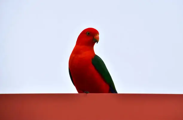 A male king parrot sitting on a roof