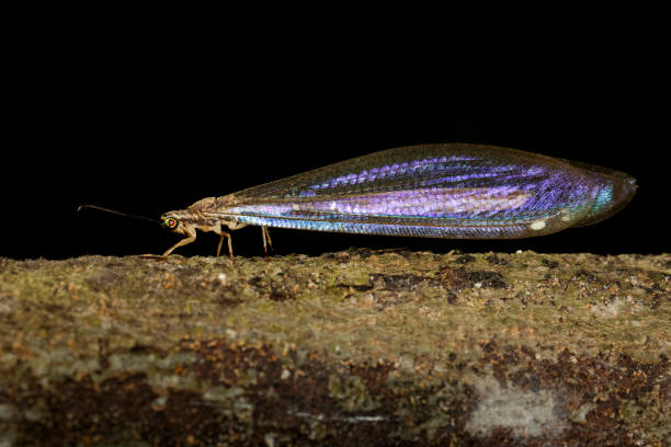 Image of Brown Lacewing on tree. Insect, Animal. stock photo