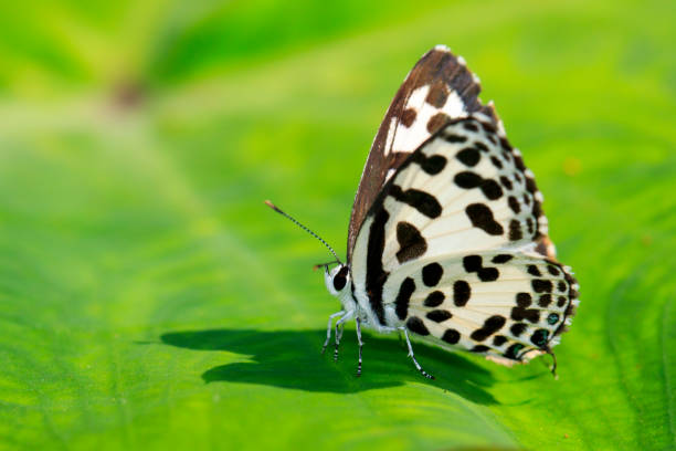 istock Image of common pierrot butterfly on a green leaf. Insect, Animal. (Castalius rosimon rosimon Fabricius, 1775) 876407052