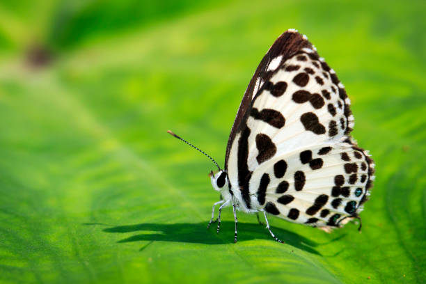 istock Image of common pierrot butterfly on a green leaf. Insect, Animal. (Castalius rosimon rosimon Fabricius, 1775) 876407078