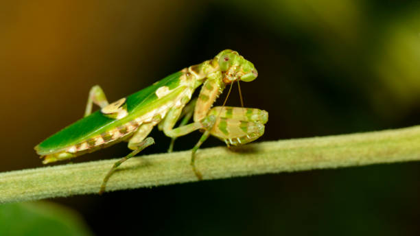 istock Image of flower mantis(Creobroter gemmatus) on branches. Insect. Animal. 876407088