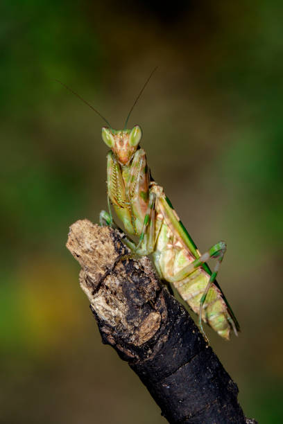 istock Image of flower mantis(Creobroter gemmatus) on dry branches. Insect. Animal. 876407114