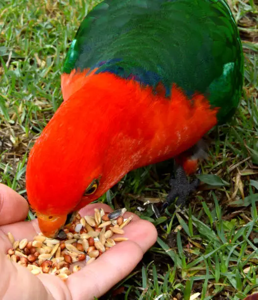 Hand feeding a male King Parrot