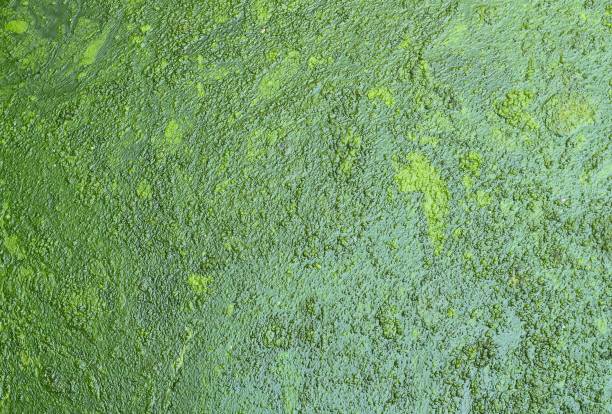 istock green of swamp texture 876409622