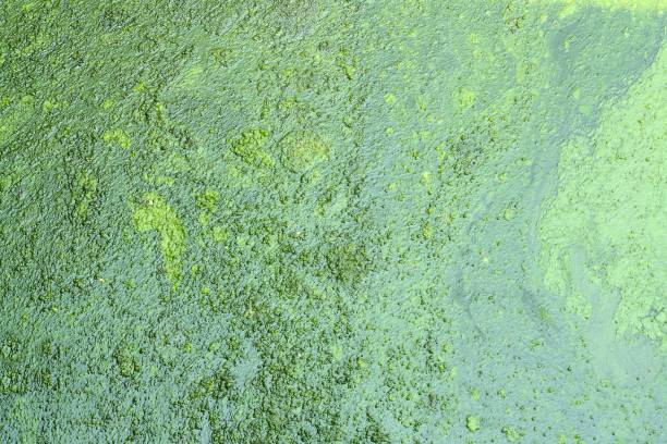 istock green of swamp texture 876409624