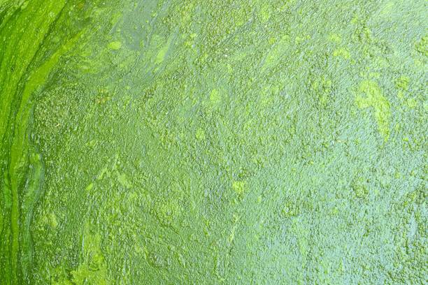 istock green of swamp texture 876409636