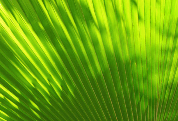 istock Blur of Sun shining through a radiating green leaf 876409914