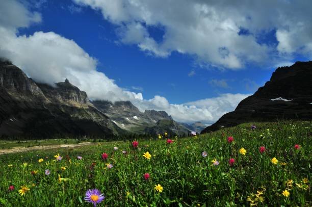 istock Panoramic view 'going to the sun road', Montana, USA 876410428