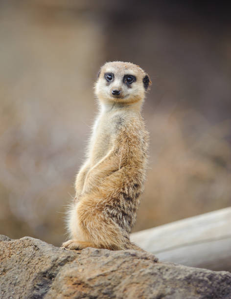 istock Meerkat Sitting and Looking at the Camera 876410952