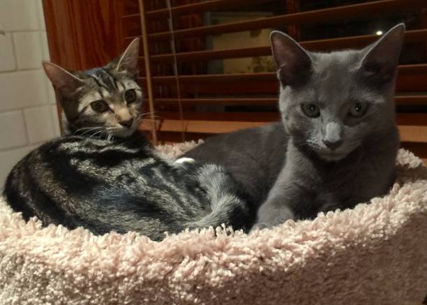 istock Sokoke/ African Tabby & a Russian Blue 876411082