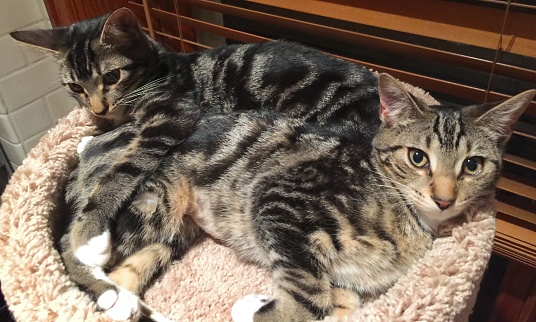 Two Sokokes/ African Tabby Cats Sharing space in their cat tree.