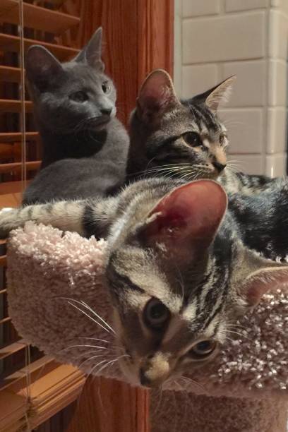 istock Kittens relaxing by the venetian blinds. 876411086