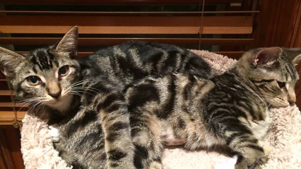 istock Two Sokokes/ African Tabbies 876411100