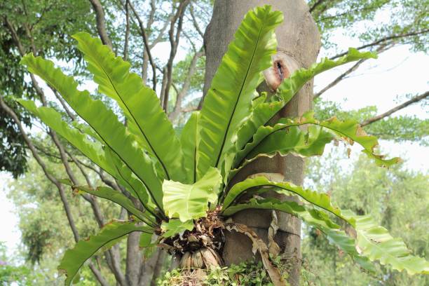 istock leaf of a Bird's Nest Fern 876413578