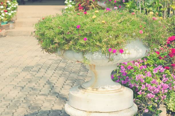 istock portulaca oleracea blooming in white pot 876413604