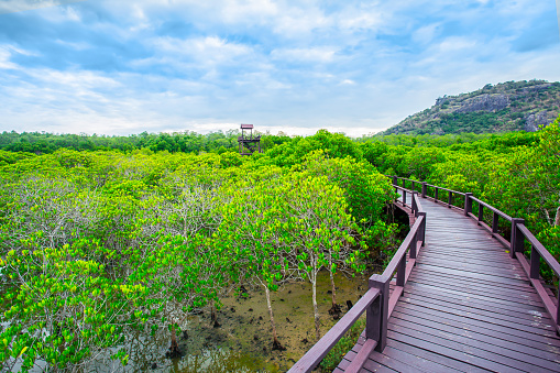 The wooden bridge walkway in mangrove forest at Pranburi Forest National Park Prachuap Khiri Khan Thailand