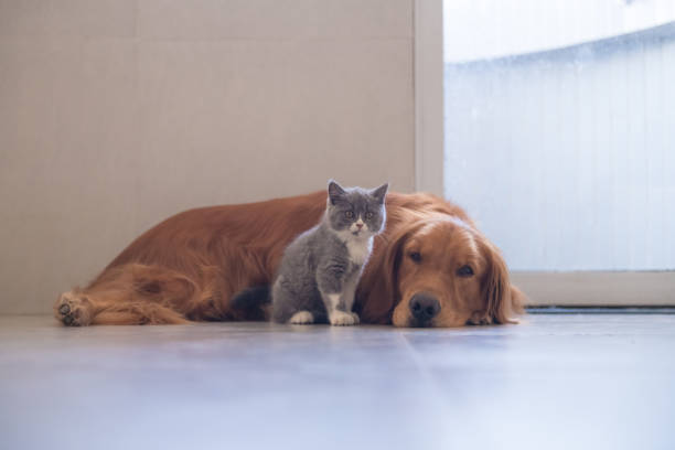 istock Golden retriever and British short cat 876417068