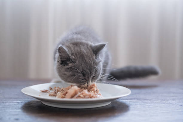 istock The gray kitten is eating ,indoors. 876417070