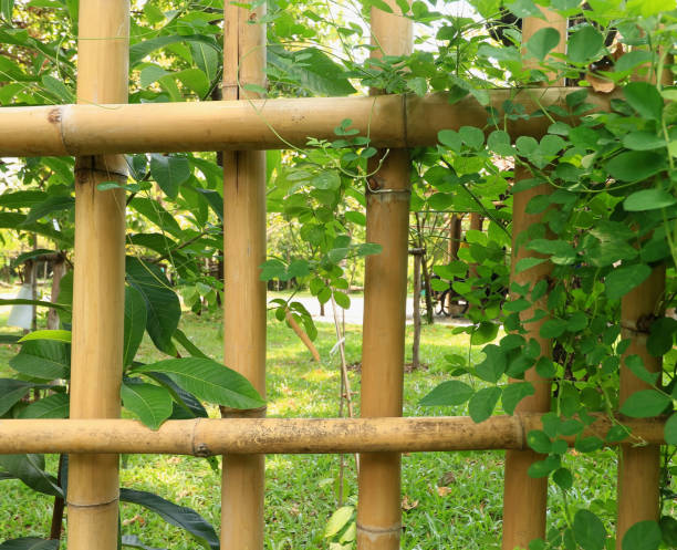 istock daisy filed and bamboo fence 876417330