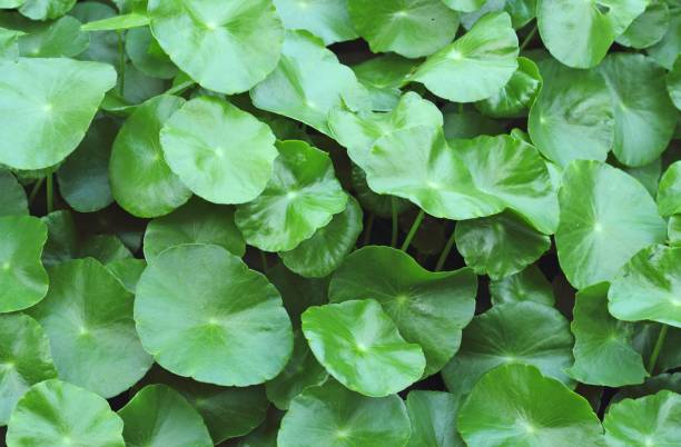 istock Hydrocotyle umbellata background, Water Pennywort 876419826