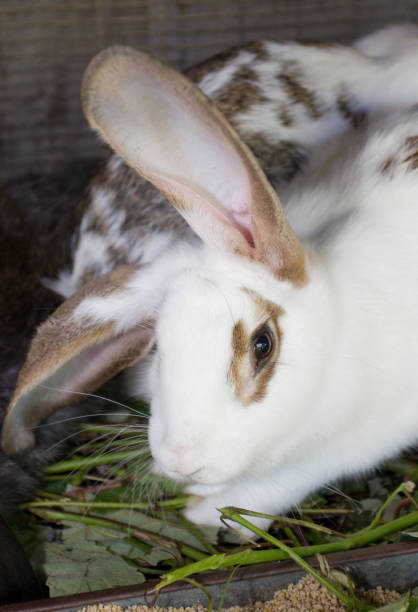 istock Mottled rabbit in a cage. Family farm 876423694