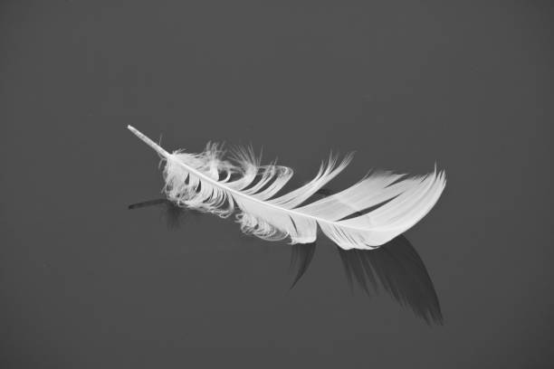 istock white bird feather floating on still water lake with reflection in black and white 876427926