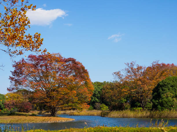 istock Tokyo autumn leaves 876431290
