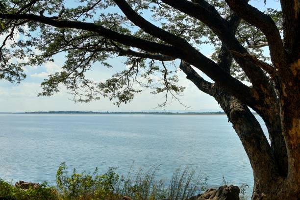 istock Tree branch at lake : Nam Phong National Park, Thailand