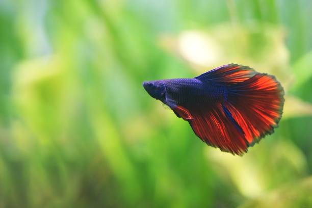 istock Halfmoon Siamese fighting fishes on green background : Soft focus 876431824
