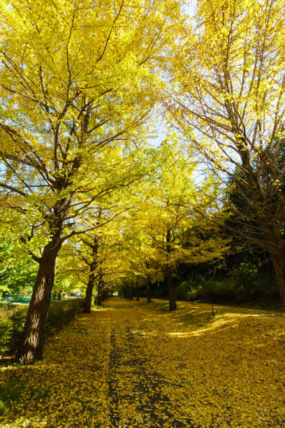 istock Tokyo autumn leaves 876432212