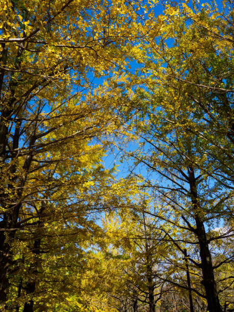 istock Tokyo autumn leaves 876435720