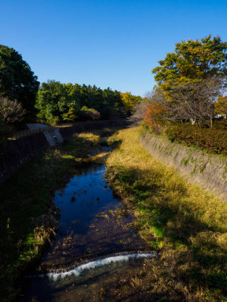 istock Tokyo autumn leaves 876438338