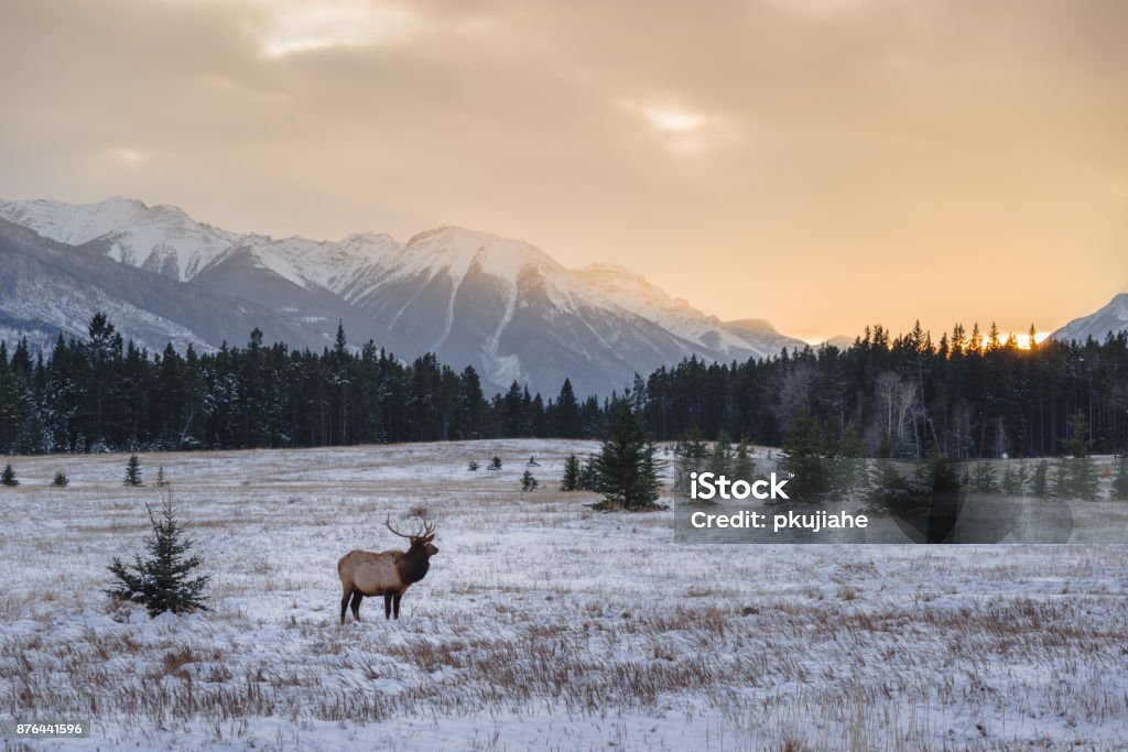 Wild elk in the Banff National Park Elk Stock Photo