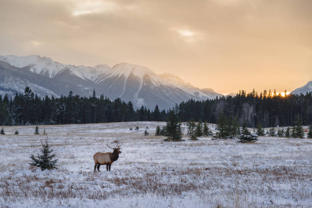 Wild elk in the Banff National Park Wild elk in the Banff National Park snow sunset winter mountain stock pictures, royalty-free photos & images