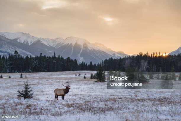 Wild Elk In The Banff National Park Stock Photo - Download Image Now - Elk, Winter, Snow