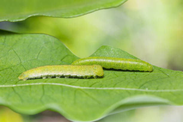 istock Striped Albatross caterpillars 876441936