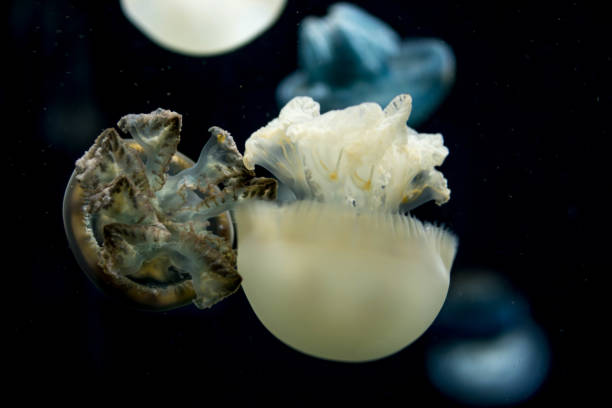 белый и тигр шаблон черные медузы с черным фоном - white spotted jellyfish фотографии стоковые фото и изображения
