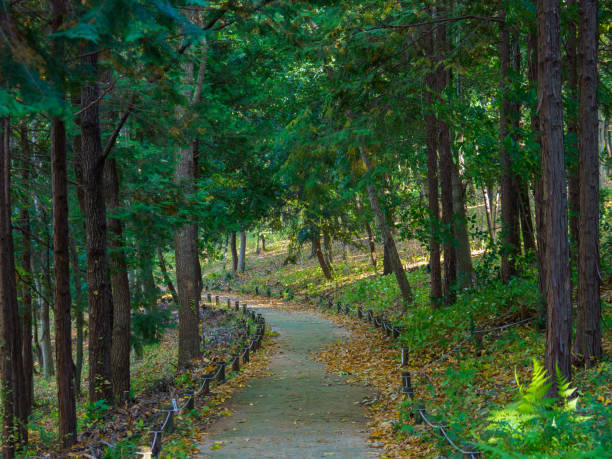 istock Tokyo autumn leaves 876445580