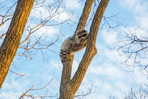 fluffy raccoon sits high up on a tree and watching. in nature