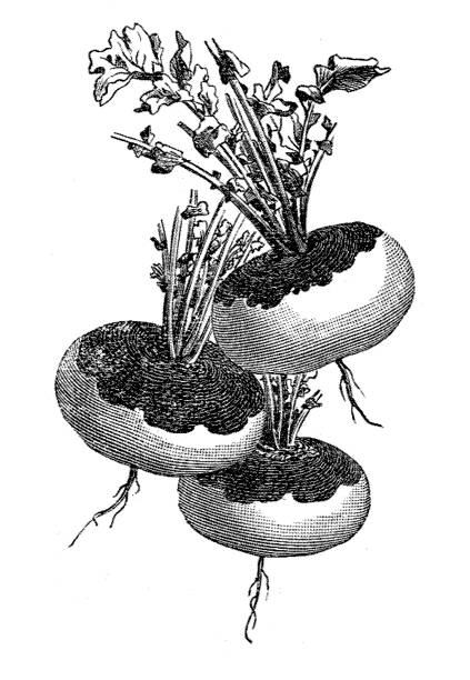 rzepa lub biała rzepa (brassica rapa) - rutabaga stock illustrations