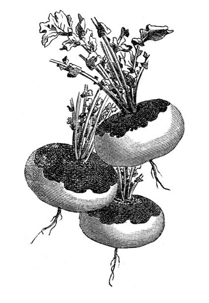 ilustrações de stock, clip art, desenhos animados e ícones de the turnip or white turnip (brassica rapa) - rutabaga
