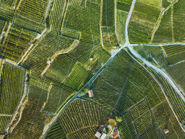 beau paysage aérien de vins yards - swiss culture photos photos et images de collection