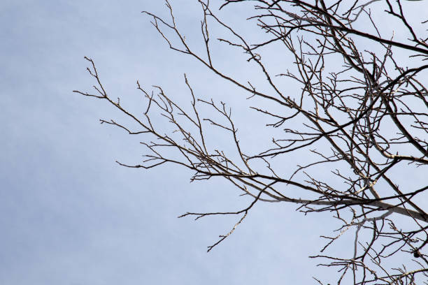 istock bare branches of a tree against the morning sky 876453632