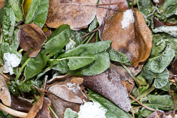 istock sorrel leaves in the snow 876453800