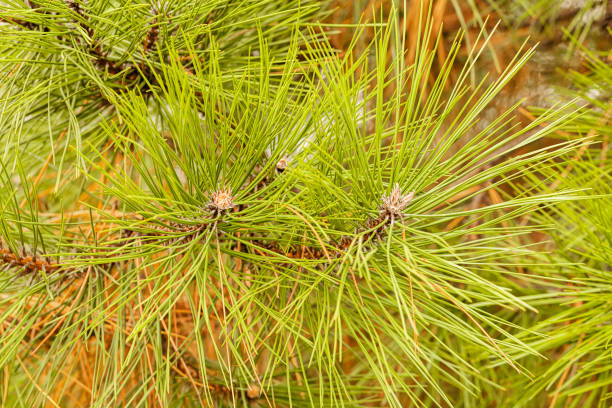 istock The branches of evergreen trees 876457380