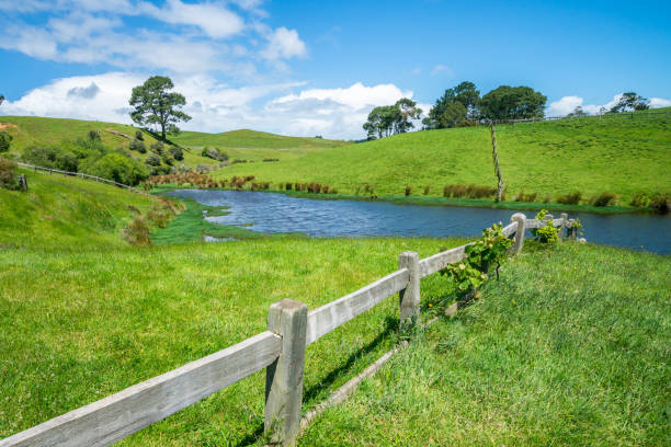 View to landscape,  pine Forest and hills in Hobbiton, New Zealand