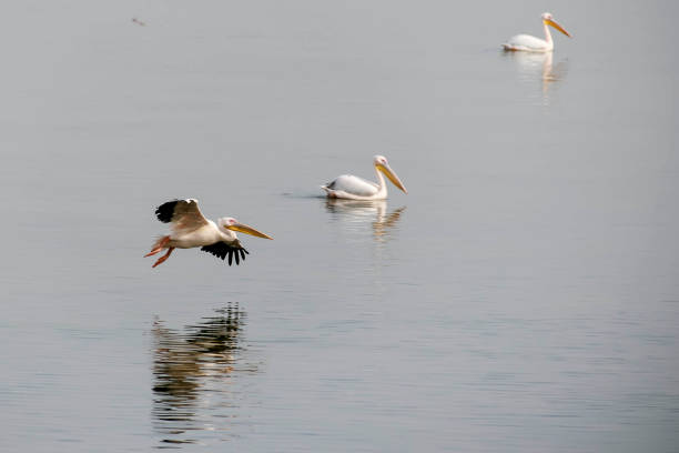 istock the pelican is watered. migration time 876463630