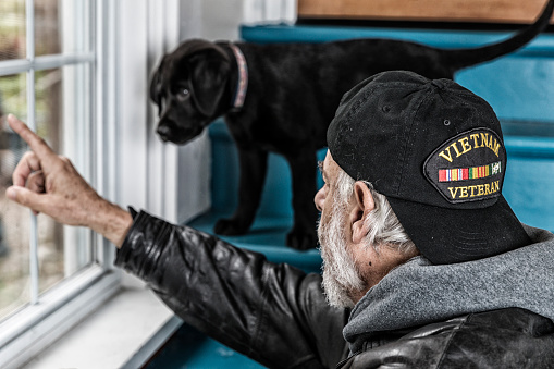 Rear quarter view of a scruffy, authentic 67 year old United States Navy Vietnam War military veteran senior adult man with his grubby, dandruff spotted hat on backwards - back to front. He is sitting on a staircase pointing toward an outdoor window showing something outside to the curious black Labrador Retriever pet puppy standing a few steps above him. The veteran is wearing an old black leather jacket over a heavy grey hoody sweatshirt, and an inexpensive, non-branded, generic, souvenir shop replica Vietnam veteran commemorative baseball hat style cap. Potential image uses: To illustrate or highlight military veterans' problems and opportunities returning to civilian life; veterans' healthcare, medicine and mental illness concepts including PTSD (post traumatic stress disorder), anxiety, coping, emotional stress, etc.; nostalgia, melancholy, loneliness, relationships, therapy, animal therapy, recovery, assistance, connections, love, sharing, bonding, renewal, raison d'etre, caring, etc.